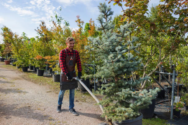 Best Tree Mulching  in Ardia, CA